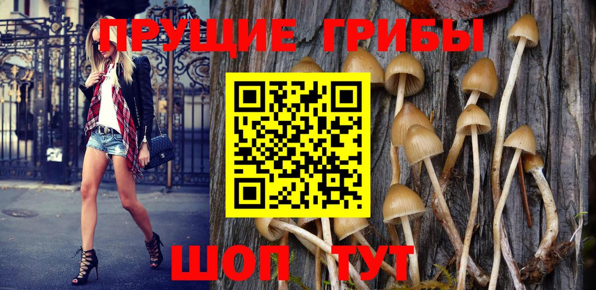 купить закладку  Галлюциногенные грибы MAGIC MUSHROOMS  Вход с VPN  Волгодонск 